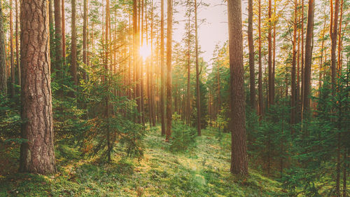 Trees in forest