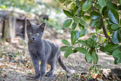 Portrait of a small cute cat