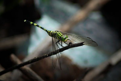 Close-up of dragonfly on twig