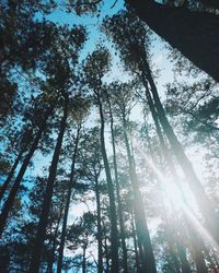 Low angle view of trees in forest