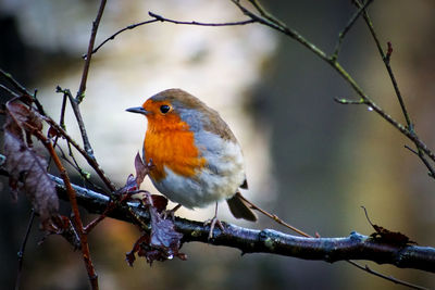 Close-up of bird perching on branch