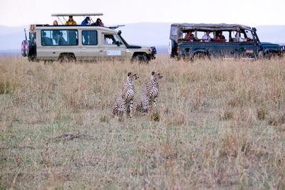 Pair of cheetahs in the grass with safari jeeps in the background in the maasai mara, kenya