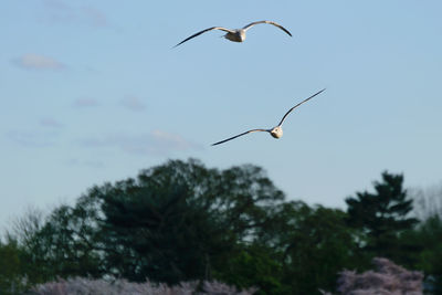 Low angle view of bird flying in sky