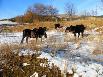 Horses in a field