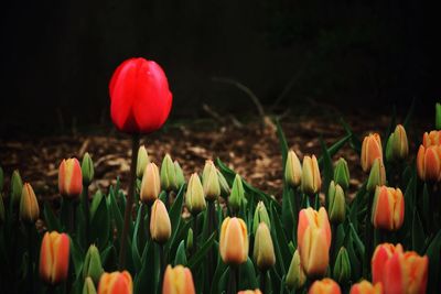 Close-up of tulips blooming on field