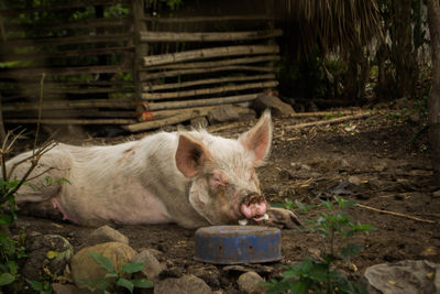 Pig sleeping at farm