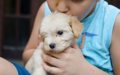 Close-up of cute boy holding puppy