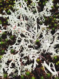 Full frame shot of lichen on land