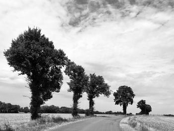 Trees by road on field against sky