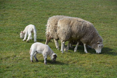 Sheep grazing on grassy field