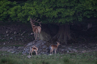 Deer standing in a forest