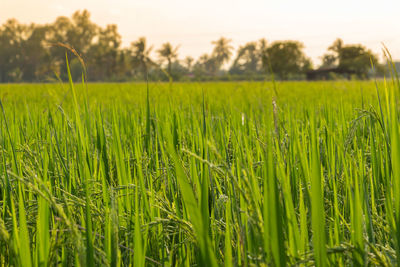 Crops growing on field against sky