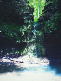 Trees in forest