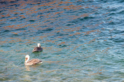 Ducks swimming in lake