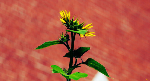 Close-up of plant against red wall