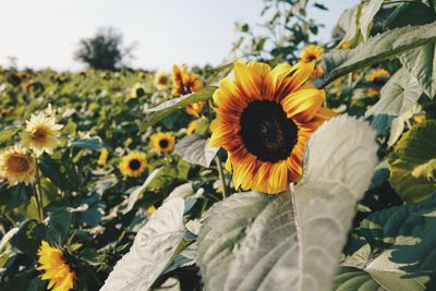 Close-up of sunflower on field