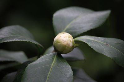 leaf