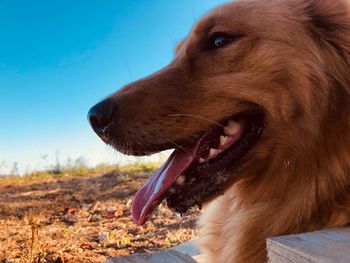 Close-up of dog looking away