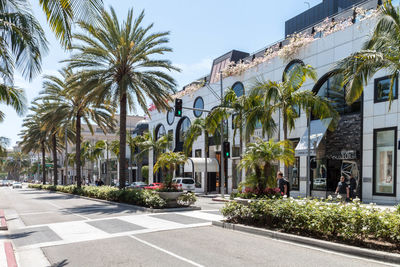 Palm trees by street against sky in city