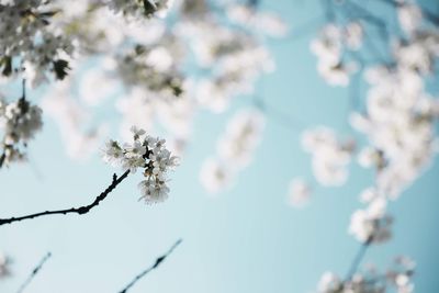 Low angle view of apple blossoms in spring