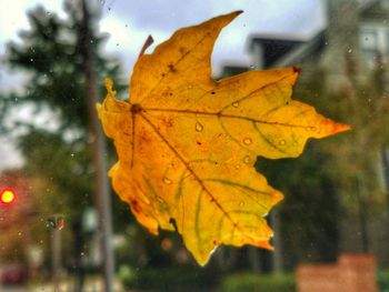 Close-up of wet maple leaf during autumn