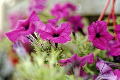 Close-up of pink flowering plants