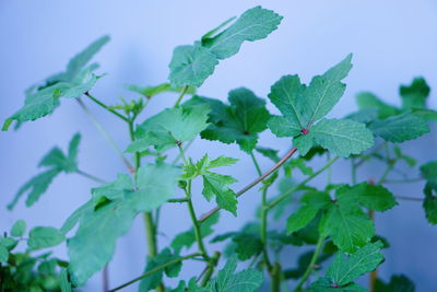 Low angle view of fresh green leaves against sky