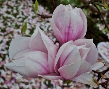 Close-up of pink rose blooming outdoors