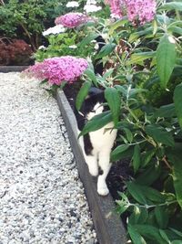 Cat in a garden