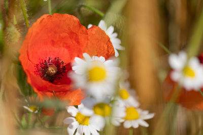 Close-up of red poppy seed plant