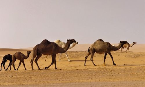 Horses in desert against sky