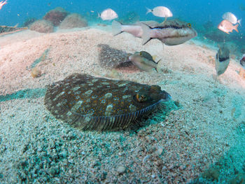 Close-up of fish swimming in sea