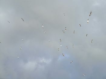 Low angle view of birds flying in sky