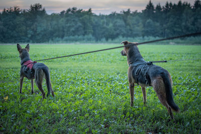 Dogs standing on field