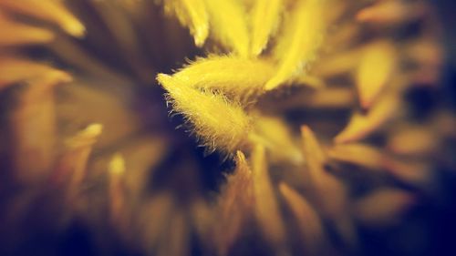 Close-up of yellow flower