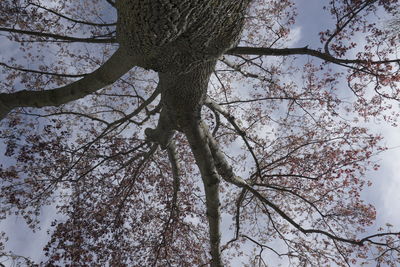 Low angle view of tree against sky