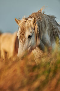 Horse on field during sunset