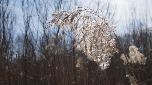 Close-up of dry plants during winter