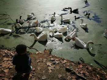 High angle view of swans on shore