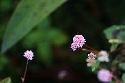 Purple flowers blooming outdoors