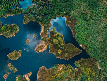 High angle view of trees by river