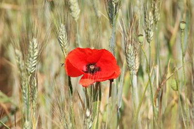 Close-up of red poppy blooming on field