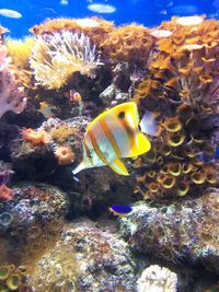 Fish swimming in aquarium