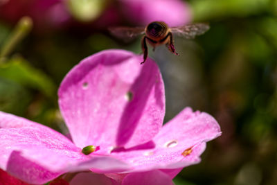 Close-up of insect on pink flower