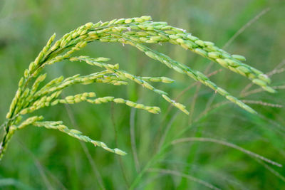 Close-up of crops growing on field