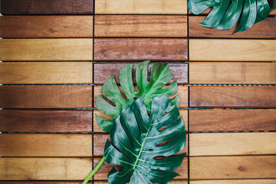 Close-up of leaves