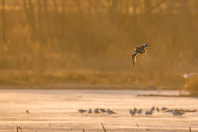 Gray heron flying over lake against sky during sunset