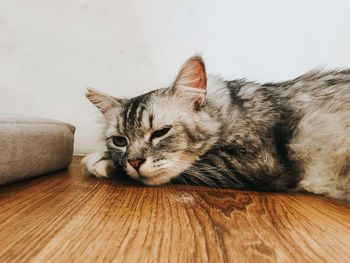 Close-up of a cat lying down on the floor