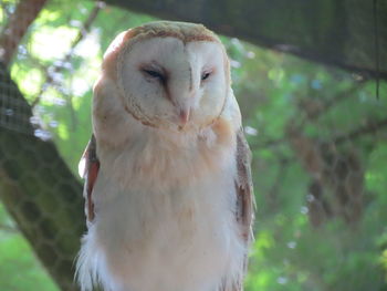 Close-up portrait of owl