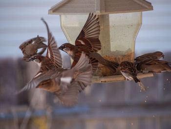 Close-up of birds against blurred background